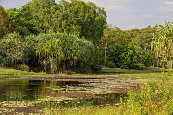 Mooi Landschap Van Water Bos Een Australische Stad Botanische Tuinen — Stockfoto