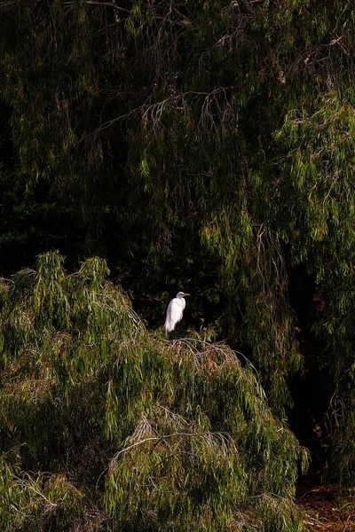 Одинокая Белая Птица Среди Зеленой Листвы Лесу — стоковое фото