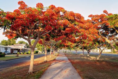 Poinciana ağaçlar canlı kırmızı çiçekli bir Avustralya taşra kasabasında bir beton kaldırım astar