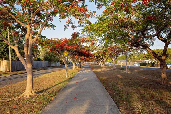 Poinciana Träd Med Pulserande Röda Blommor Kantar Konkret Gångväg Australisk — Stockfoto