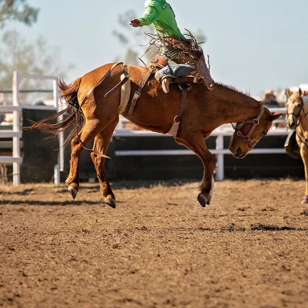 Cowboy rides a wildly bucking horse in bareback bronc event at a country rodeo