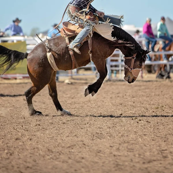 Cowboy Rider Vilt Bucking Häst Barbacka Bronc Händelse Ett Land — Stockfoto