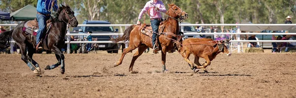 Cowboy Berijden Van Een Paard Probeert Lasso Een Kalf Een — Stockfoto