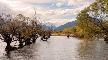 Leylek ağaçları ile sonbahar yaprakları gölde bir dağ arka plan ve bulutlu gökyüzü ile büyüyen bir dizi