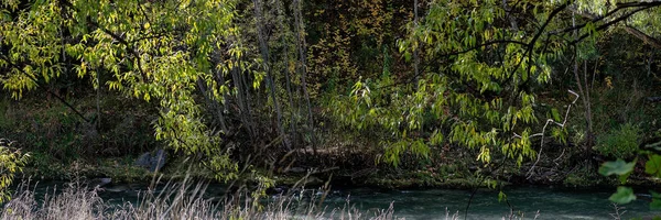 Bir Ormandaki Bir Dere Yanında Sonbahar Yaprakları Ile Parlayan Güneş — Stok fotoğraf