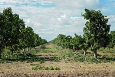 Fırtınalı havalarda yaprakları kaybetmiş mango ağaçları bir çiftlikte satırları