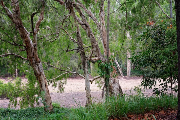 Een Droge Kreek Bed Gezien Door Bomen Droogte Voorwaarden — Stockfoto