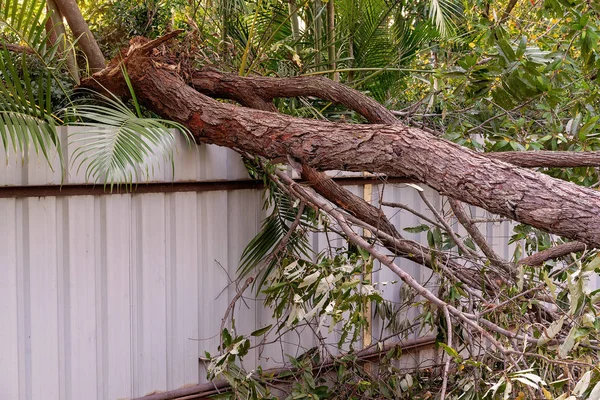 Tormenta Árbol Dañado Caído Una Valla — Foto de Stock