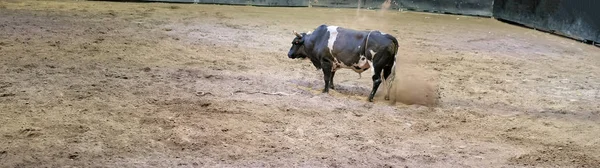 Angry bull snorting, pawing the ground and flicking up dust in an arena after throwing off his cowboy rider
