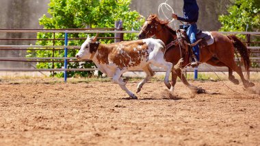 At sırtında bir kovboy sırasında olay bir ülke Rodeo Kementleme kement çalışırken bir buzağı kovalayan