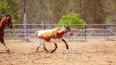 Buzağı bir Avustralya ülke rodeoda Kementleme