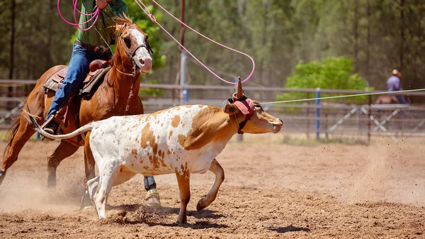 馬に乗ったカウボーイが国ロデオのチーム競技で子牛をロープをループしよう — ストック写真