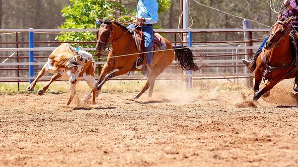 Koniu Jeździec Rzutów Lassem Cielę Podczas Team Roping Zdarzenia Rodeo — Zdjęcie stockowe