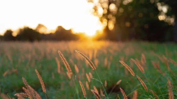 Grass Seeds Blowing Wind Field Glow Beautiful Sunset — Stock Photo, Image