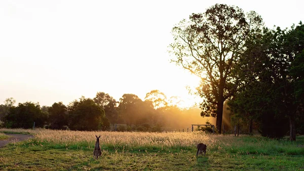 Två Australiska Kängurur Ett Fält Med Gräs Slående Skenet Gyllene — Stockfoto