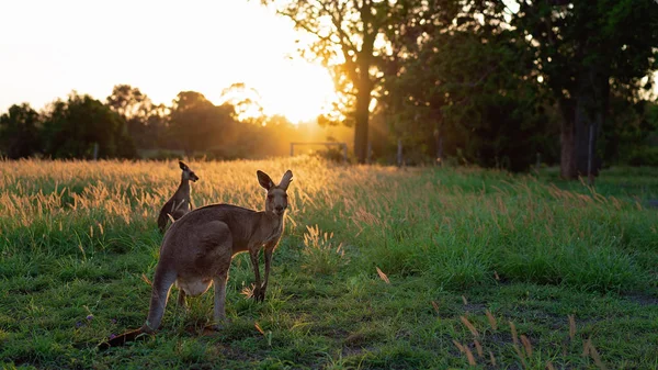 Dwa Kangury Australijskie Stojący Polu Skąpane Świetle Złoty Zachód Słońca — Zdjęcie stockowe