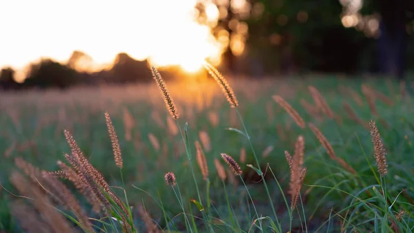 在风中飘荡的草籽沐浴在美丽的日落的金色光芒中 — 图库照片