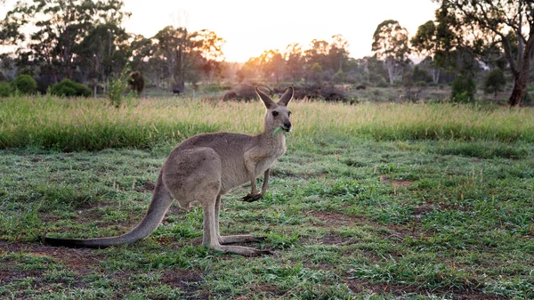 Australijski Kangur Szukam Świeżej Żywności Rano Miękkie Światło Świt — Zdjęcie stockowe