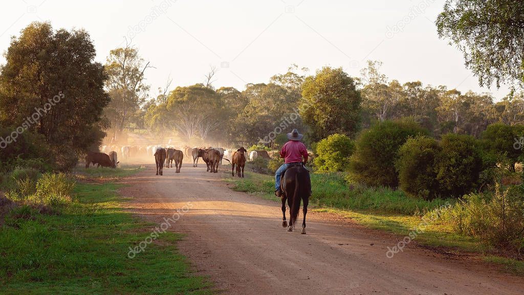 A stock man riding a horse mustering and droving cattle along a dusty dirt road