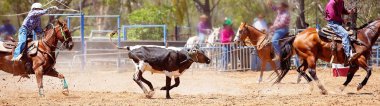 Olay bir Avustralya ülke Rodeo Kementleme, kandırdın bir siyah ve beyaz buzağı