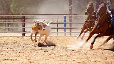 A horse rears back as a calf is lassoed in a team roping event at an Australian country rodeo clipart