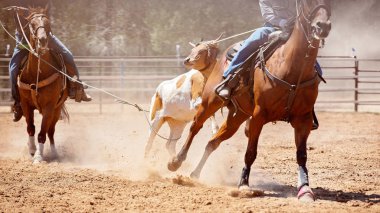 Sonra bir takım Kementleme olay bir Avustralya ülke Rodeo lassoed at ve biniciler bir buzağı sürükleyin