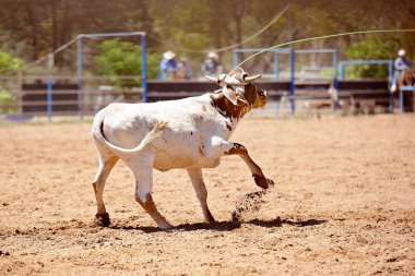 Olay bir Avustralya ülke Rodeo Kementleme boyun etrafında bir buzağı lassoed