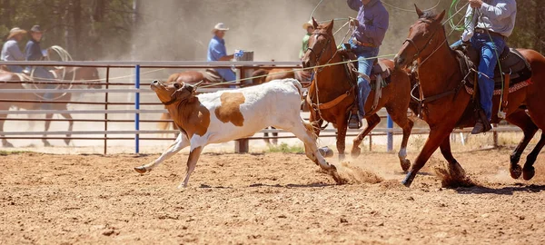 Kahverengi ve beyaz buzağı Kementleme olay bir Avustralya ülke Rodeo lassoed