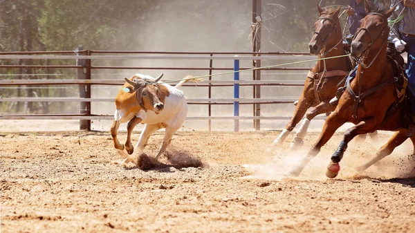 Horse Rears Back Calf Lassoed Team Roping Event Australian Country — Stock Photo, Image