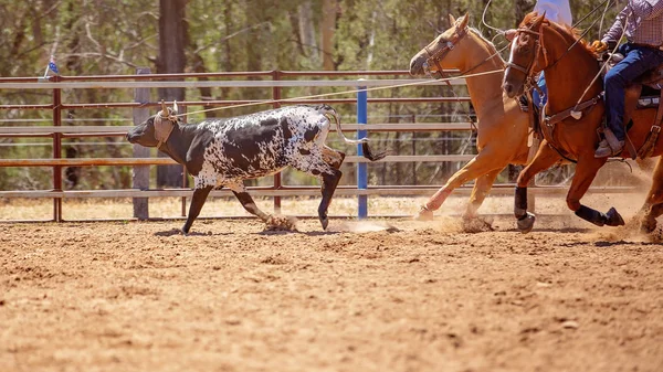 Cielę Jest Uruchamiany Przed Konie Dosiadany Przez Kowbojów Team Roping — Zdjęcie stockowe