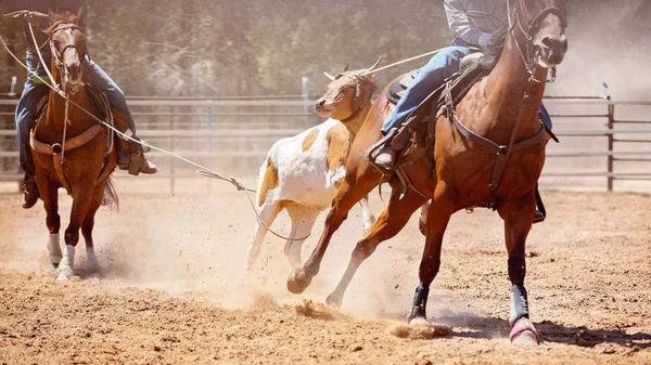 Koń Jeździec Przeciągnij Cielę Chwytany Team Roping Event Rodeo Australijski — Zdjęcie stockowe