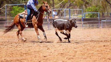 At sırtında kovboylar tarafından bir Buzağı Kementleme rekabet bir ülke Rodeo sırasında lassoed buzağı