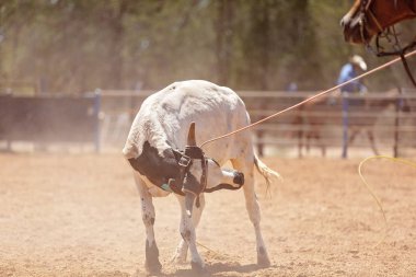 Bir Buzağı Kementleme rekabet tozlu ülke Rodeo bir takım buzağıda lassoed