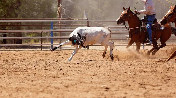 Ternera Siendo Encadenada Por Vaquero Caballo Durante Una Competición Cuerdas — Foto de Stock