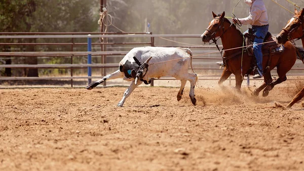 Tele Landshutu Během Telete Slaňování Soutěže Zemi Rodeo Kovboj Koni — Stock fotografie