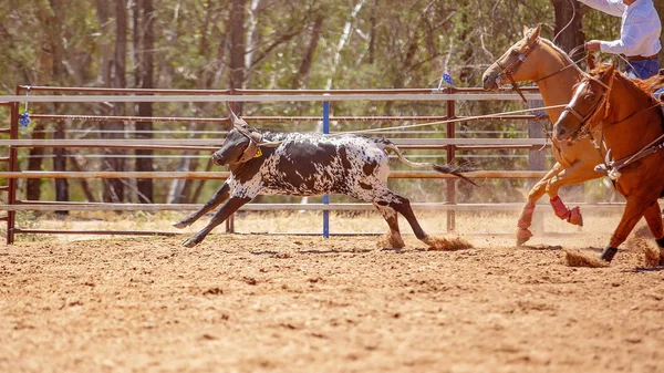 Łydki Lassoed Łydki Team Roping Konkurencji Rodeo Zakurzone Kraju — Zdjęcie stockowe