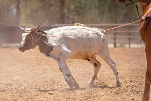 在一场尘土飞扬的乡村竞技比赛中 一头小牛在球队小牛的索索比赛中被套索 — 图库照片