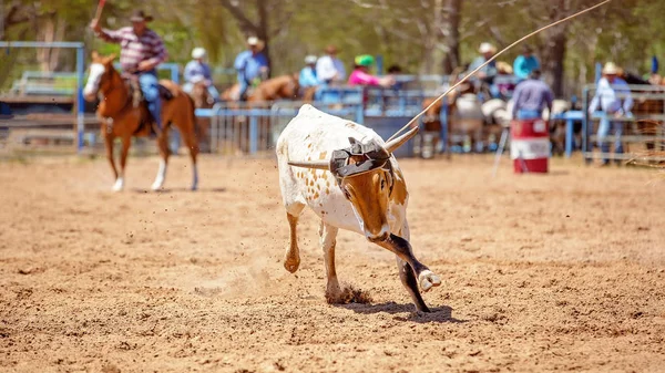 Vitello Che Viene Lassoato Una Gara Cordata Vitelli Rodeo Campagna — Foto Stock