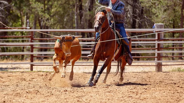 Kalf Wordt Lassoed Door Cowboys Paard Tijdens Een Kalf Moulinette — Stockfoto