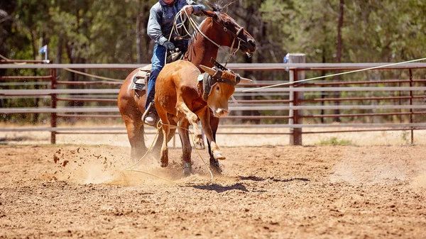 Łydki Lassoed Przez Kowbojów Koniu Podczas Cielę Roping Konkurencji Rodeo — Zdjęcie stockowe