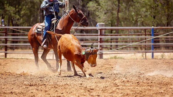 Sırtında Kovboylar Tarafından Bir Buzağı Kementleme Rekabet Bir Ülke Rodeo — Stok fotoğraf