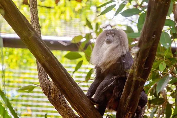 A captive lion-tailed macaque living in a simulated rainforest canopy environment