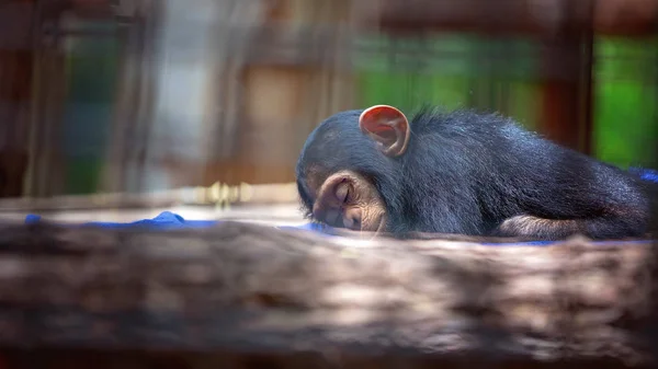 Chimpancé Bebé Cautivo Durmiendo —  Fotos de Stock