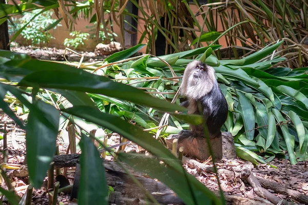 Macaco Cola León Cautiverio Que Vive Entorno Simulado Dosel Selva —  Fotos de Stock