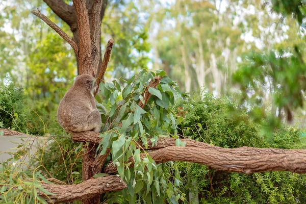 Roztomilá Koala Medvěd Sedící Spí Eukalyptu Strom — Stock fotografie