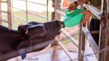 Genç bir buzağı el olmanın hiçbir anne ile bir şişe süt beslenen