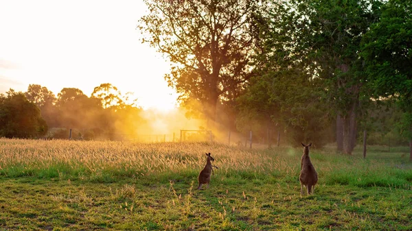 Dwa Kangury Australijskie Polu Podczas Złoty Blask Piękny Zachód Słońca — Zdjęcie stockowe
