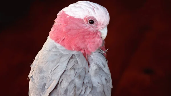 Close up of a talking pet Australian galah — Stock Image Close Talking Pet Australian Galah Royalty Free Stock Photos
