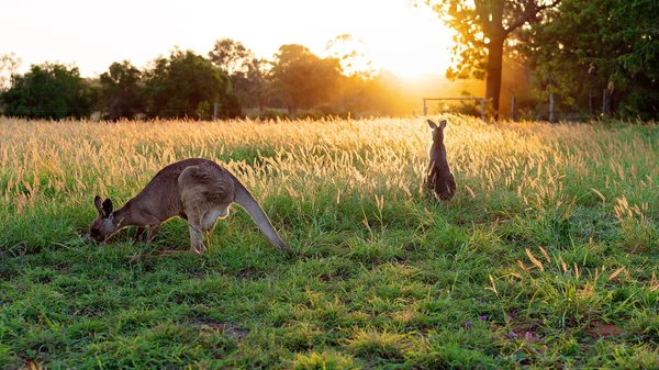 Dois Cangurus Australianos Prado Pôr Sol Está Comendo Outro Está — Fotografia de Stock