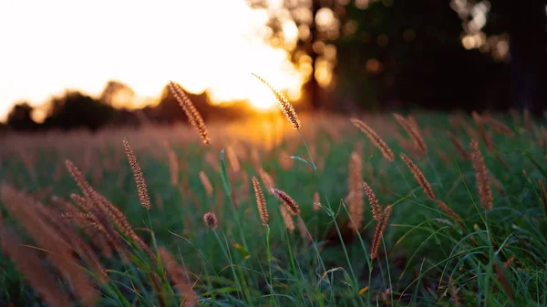 Campo Erba Tramonto Poco Prima Che Scenda Buio Del Crepuscolo — Foto Stock